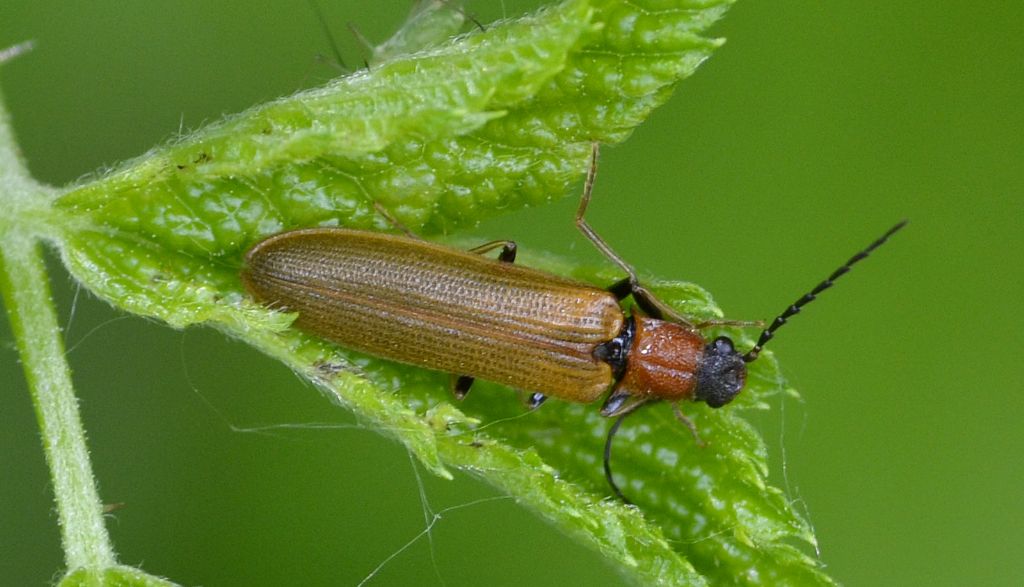 Denticollis linearis, maschio (cf), Elateridae